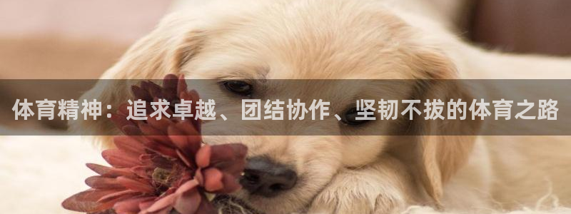 中欧体育app：体育精神：追求卓越、团结协作、坚韧不拔的体育之路